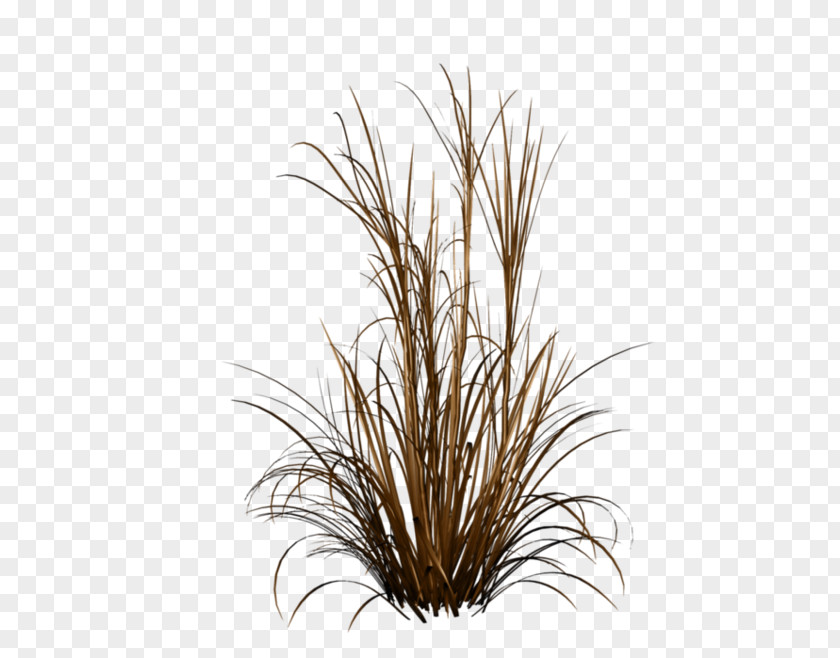 Pasto Ornamental Grass Fountain Plant PNG