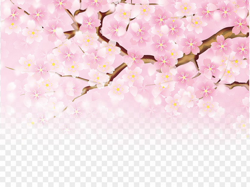 Pink Cherry Blossoms Peach Fundal Poster PNG