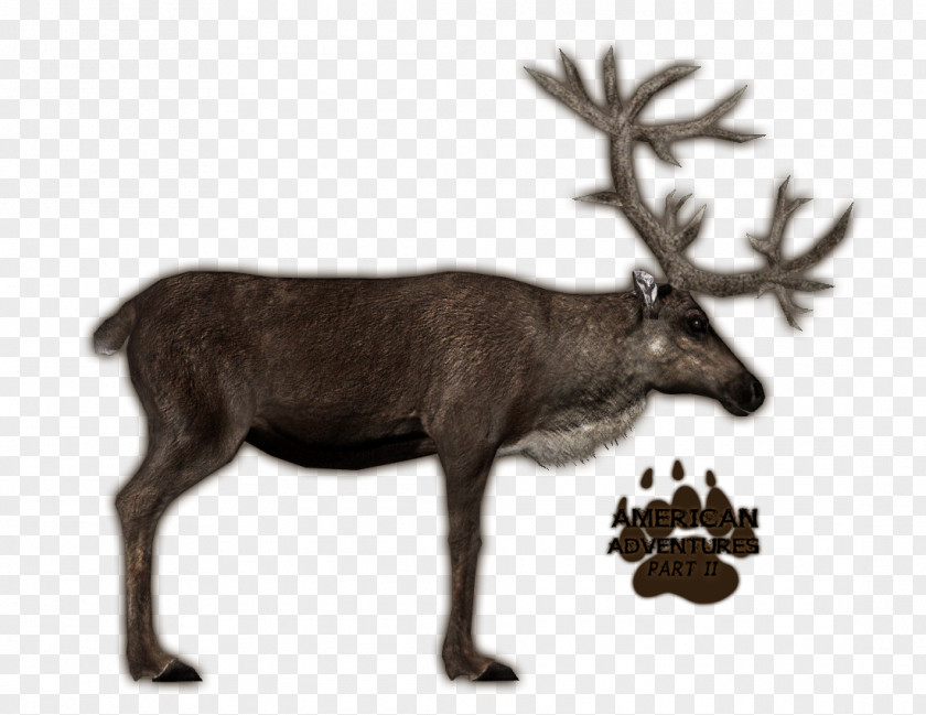 Reindeer Zoo Tycoon 2 Deer Porcupine Caribou Quebec Elk PNG
