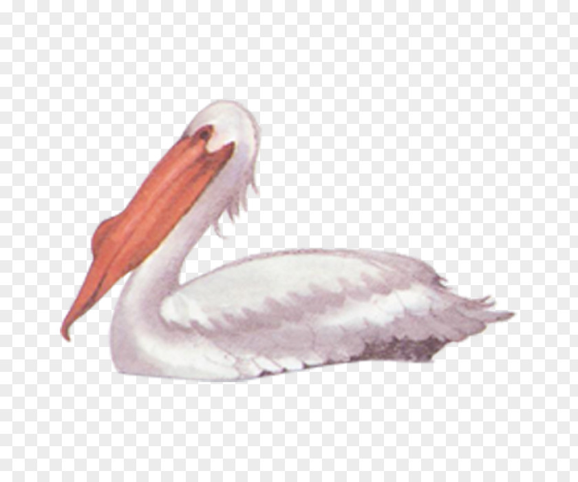 Swan Bird Pelican Black PNG