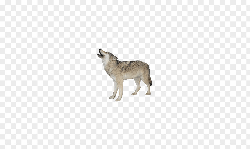 Animals Wolf Pictures Gray Clip Art PNG