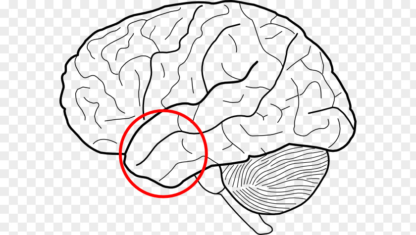 Brain Outline Of The Human Body Clip Art PNG