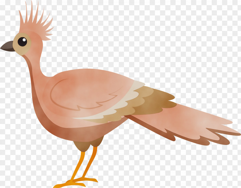 Chicken Ducks Birds Water Bird Beak PNG