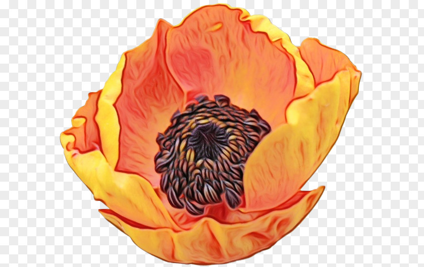 Corn Poppy Pollen Orange PNG