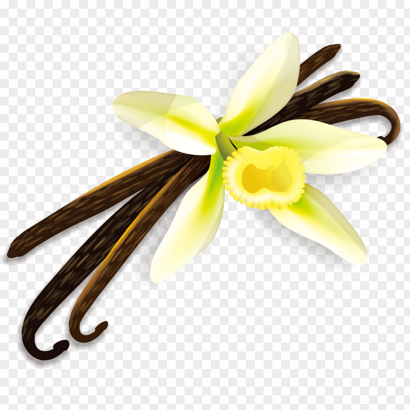Vector Day Lily Cinnamon Roll Spice Herb Clip Art PNG