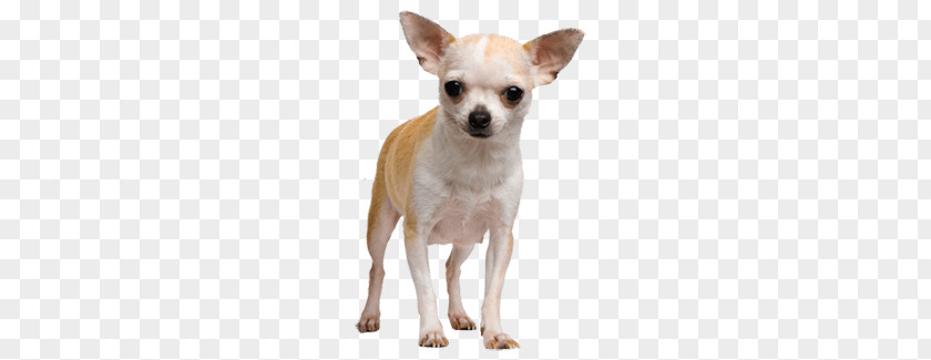 Chihuahua Face Dog PNG Dog, tan and white chihuahua clipart PNG