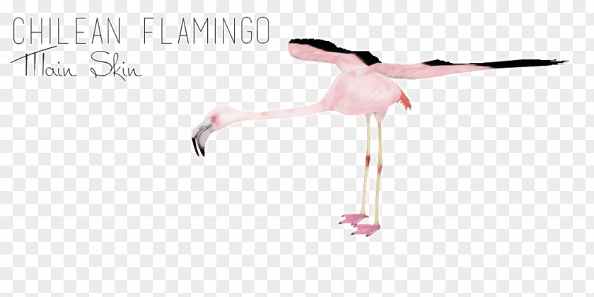 Chilean Flamingo Line Beak Shoe PNG