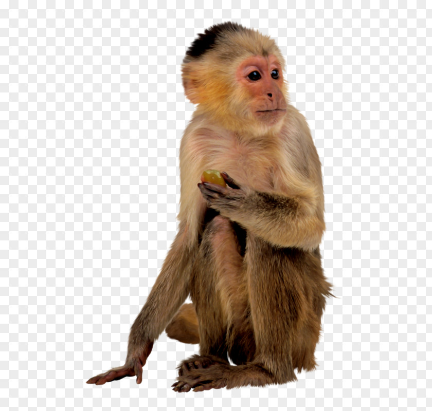 Free Monkey Pull Material Ape PNG