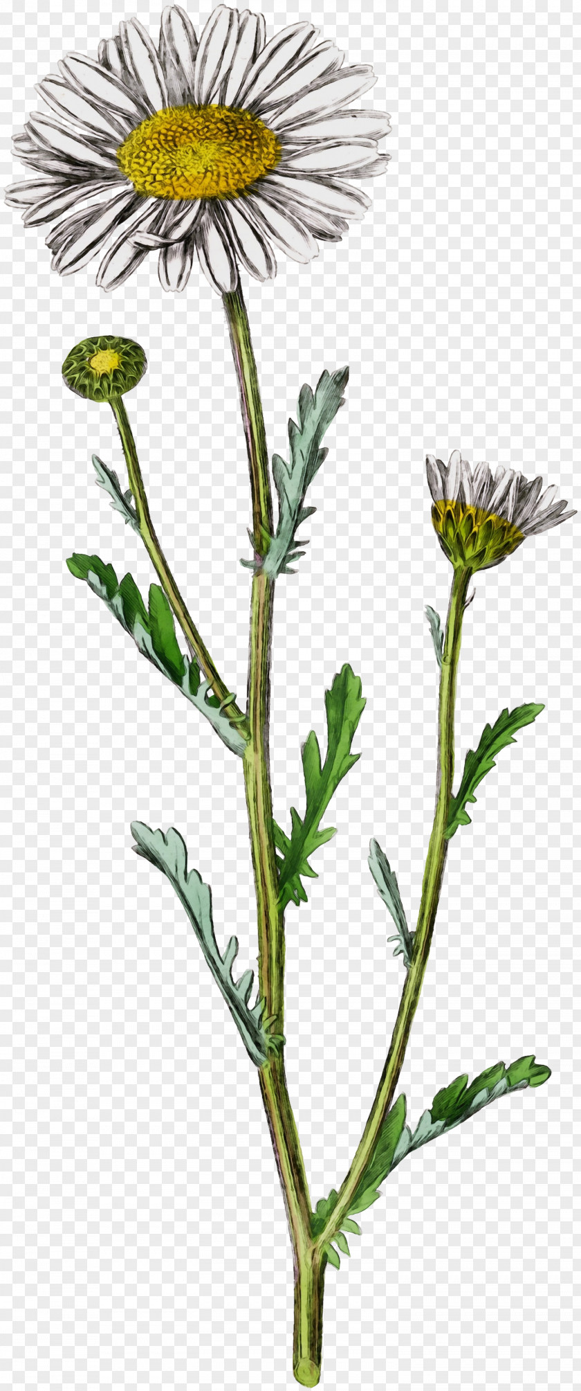 Oxeye Daisy Sow Thistles Dandelion Roman Chamomile Golden Samphire PNG