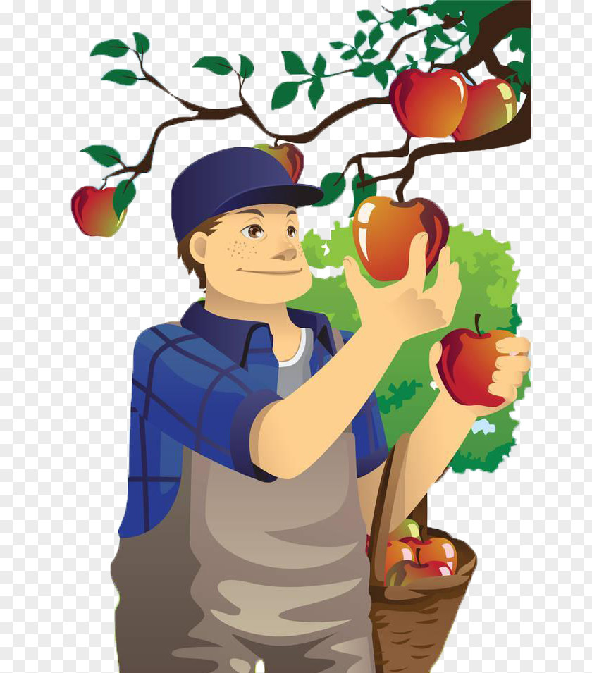 Uncle Of The Village Picking Apples Fruit Orchard Apple Farmer Clip Art PNG