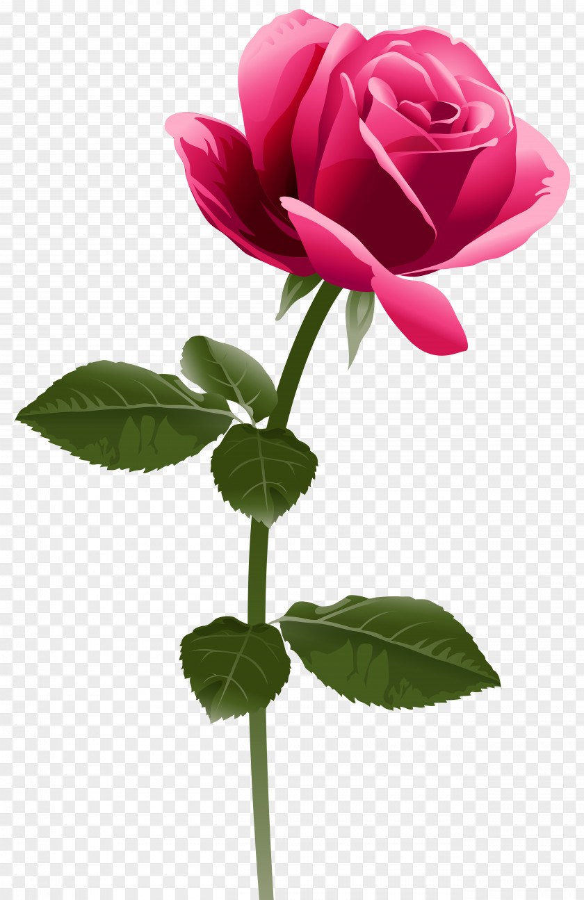 Fuchsia Frame Rose Pink Flowers Clip Art PNG