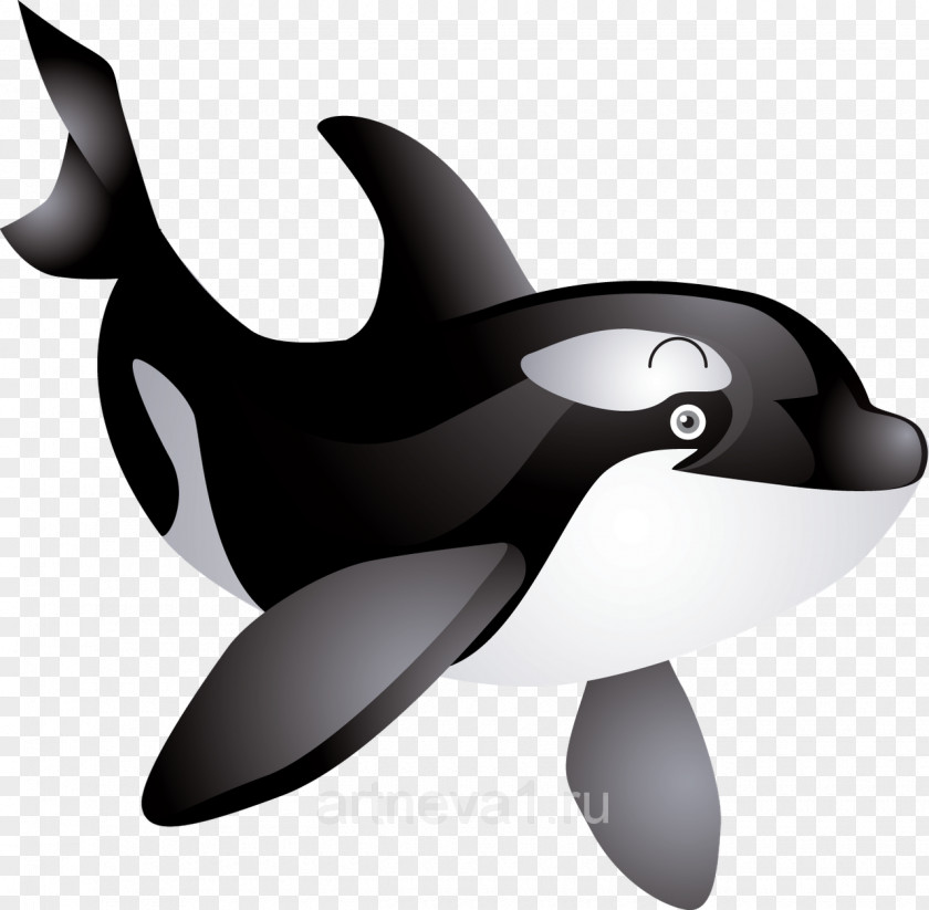 Killer Whale Clip Art PNG