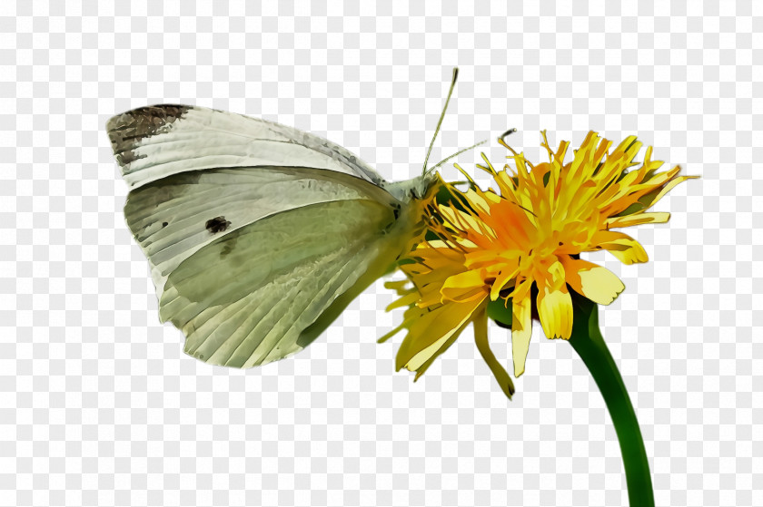 Plant Flower Butterfly Insect Moths And Butterflies Cabbage Colias PNG