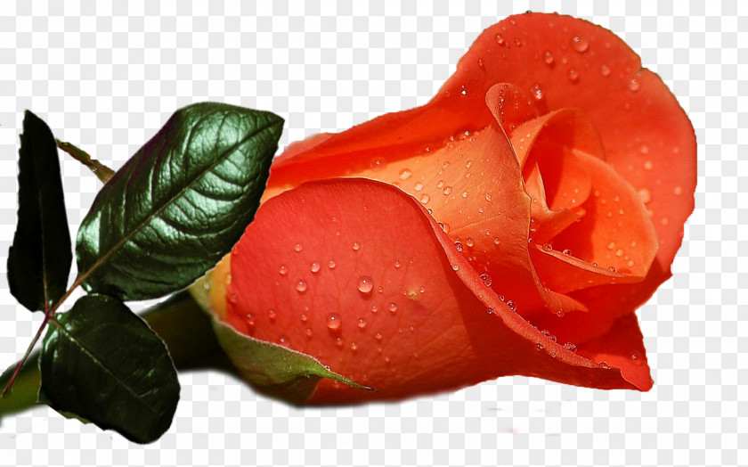 Rose Desktop Wallpaper Flower Display Resolution High-definition Television PNG