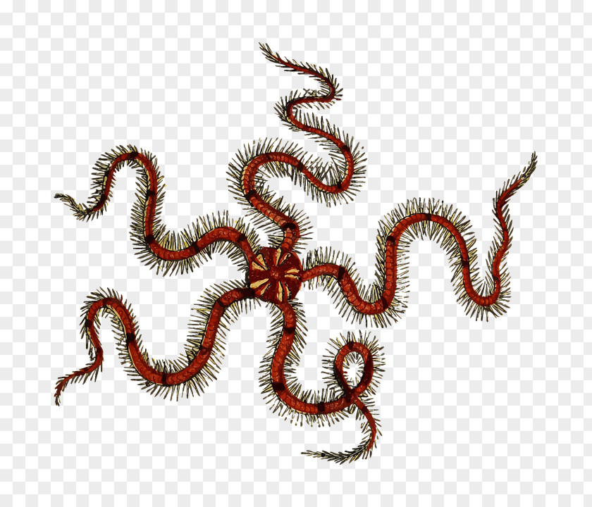 Starfish Clip Art Brittle Stars Openclipart PNG