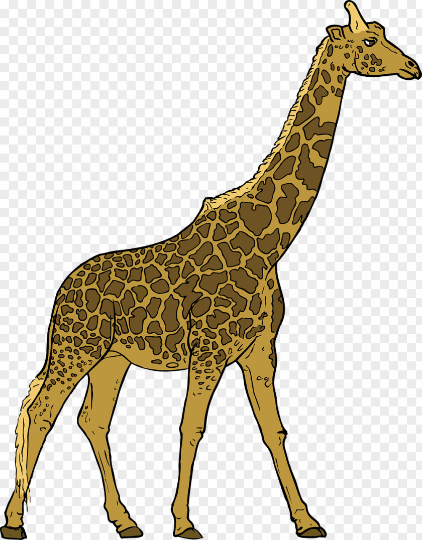 Tall Giraffe Herbivore Animal Carnivore Clip Art PNG