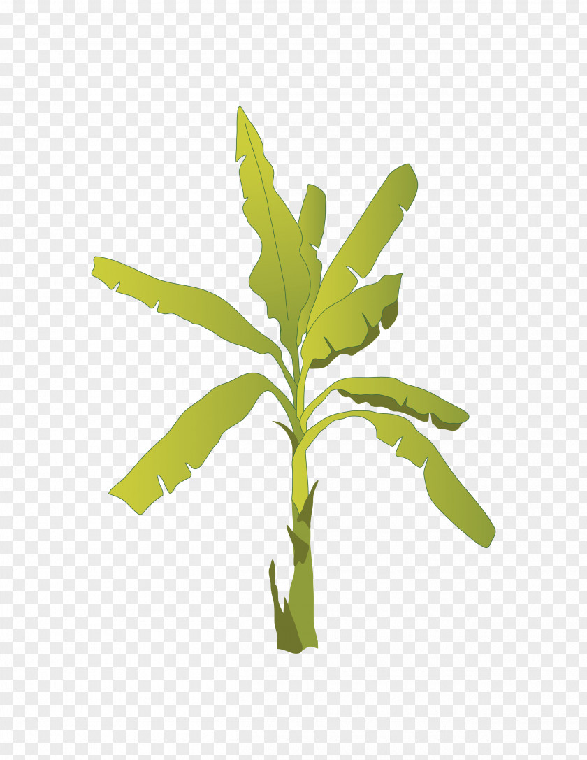 Banana Fruit Tree Image PNG