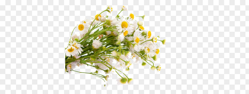 Flower Common Daisy Bouquet Royalty-free PNG