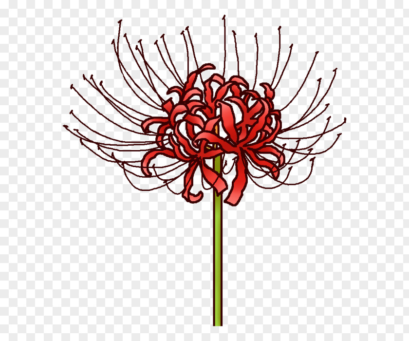Flower Floral Design Cut Flowers Chrysanthemum PNG