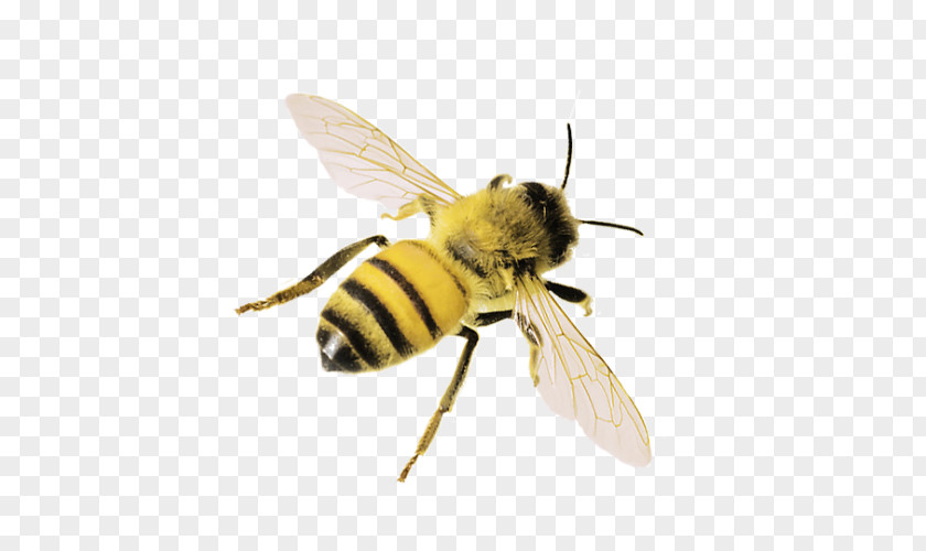 Honey Bee Western Insect Bumblebee PNG
