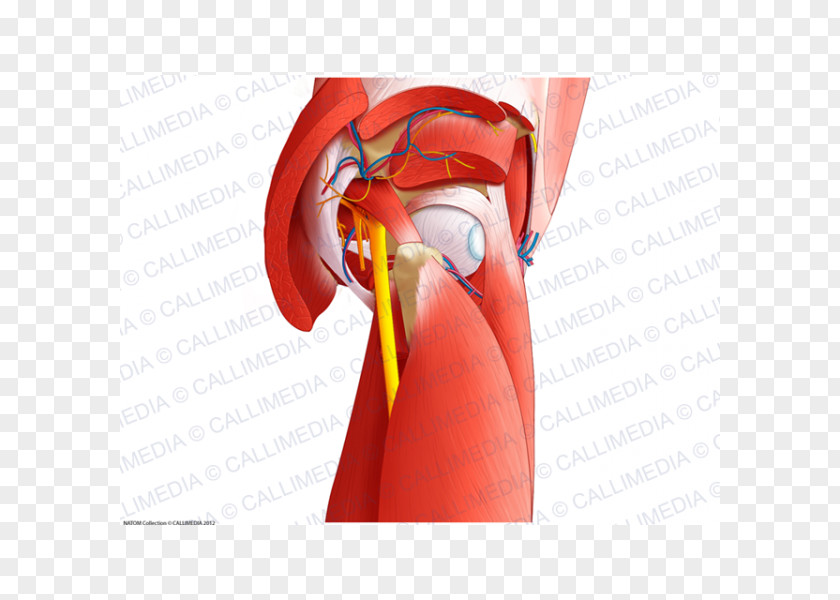 Muscles Of The Hip Pelvis Nerve PNG