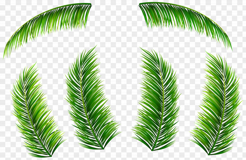 Palm Leaves Branch Leaf Arecaceae Clip Art PNG