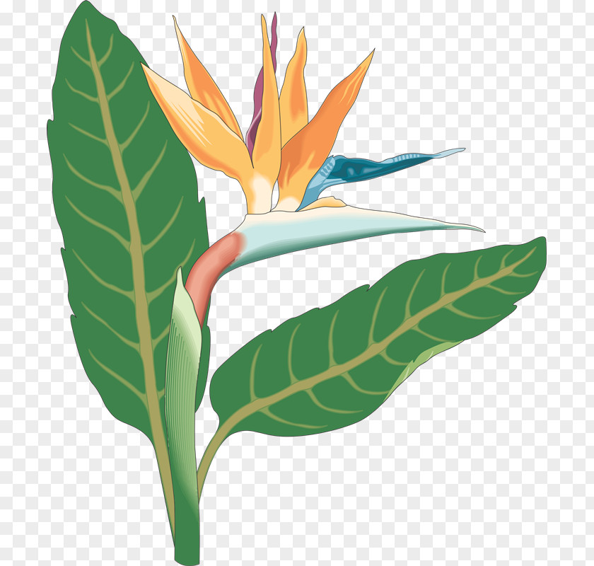 Birds Of Paradise Bird-of-paradise Bird Flower Clip Art PNG
