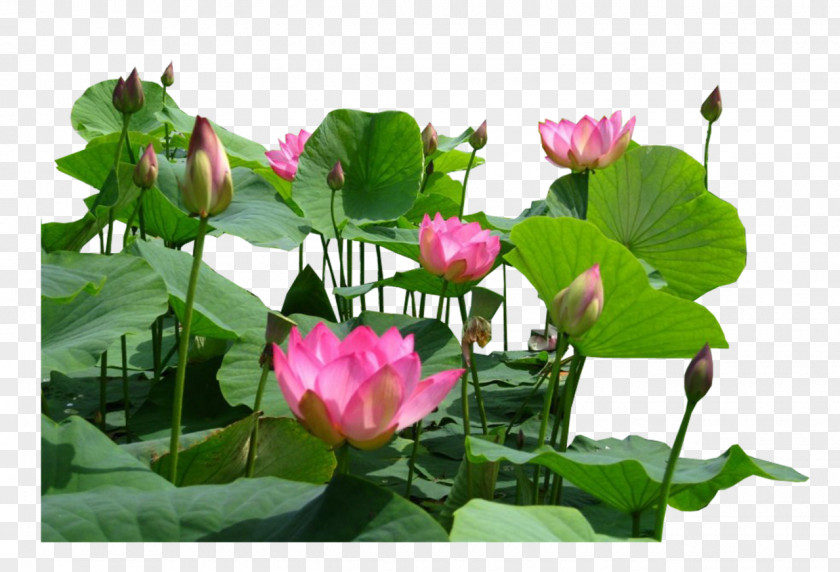 Flamingo Aquatic Plants Flower Egyptian Lotus Proteales Nelumbo Nucifera PNG