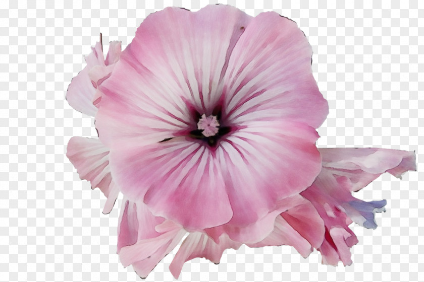 Geranium Morning Glory Petal Pink Flower Plant Petunia PNG