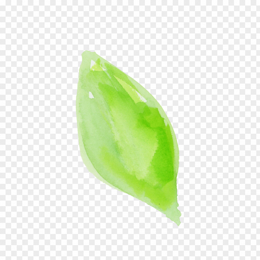 Green Leaf Jade Plant PNG