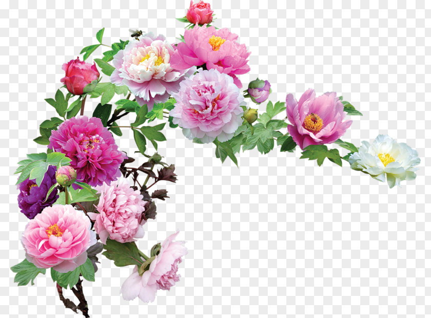 Hortensia Flower Garden Roses Clip Art PNG