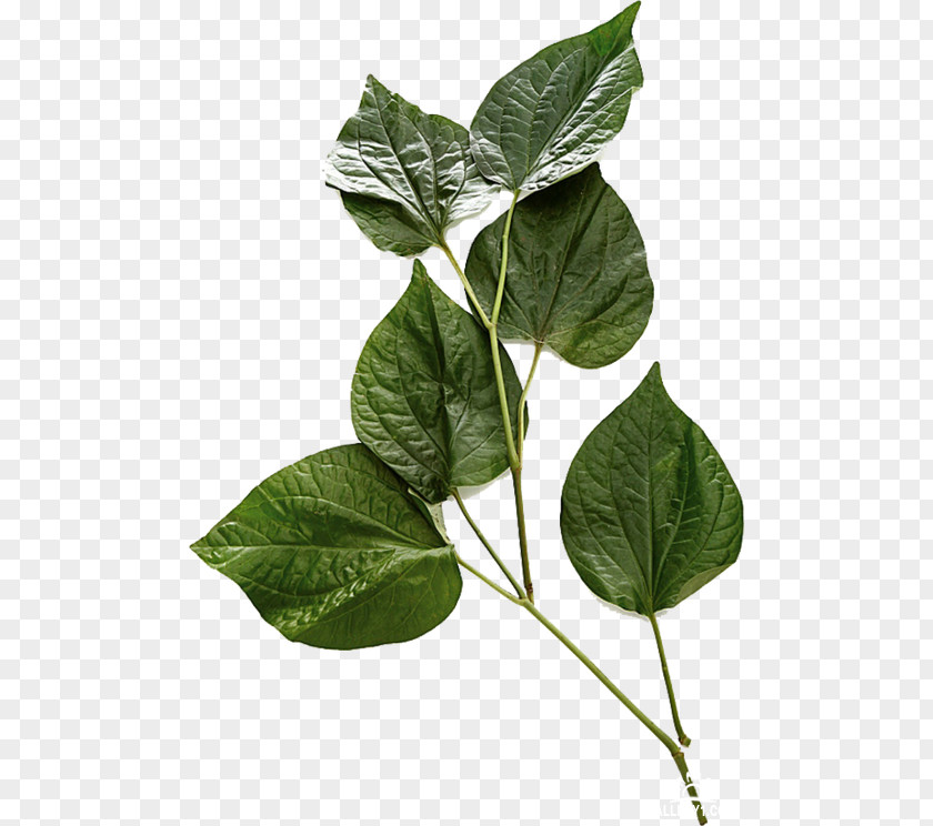 Leaf Price Vegetable Fruit Herb PNG