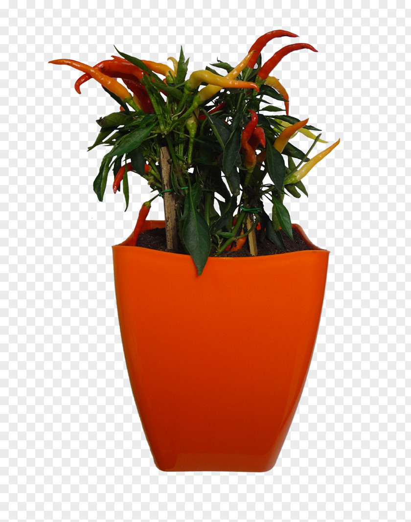 Vase Flowerpot Orange Houseplant PNG