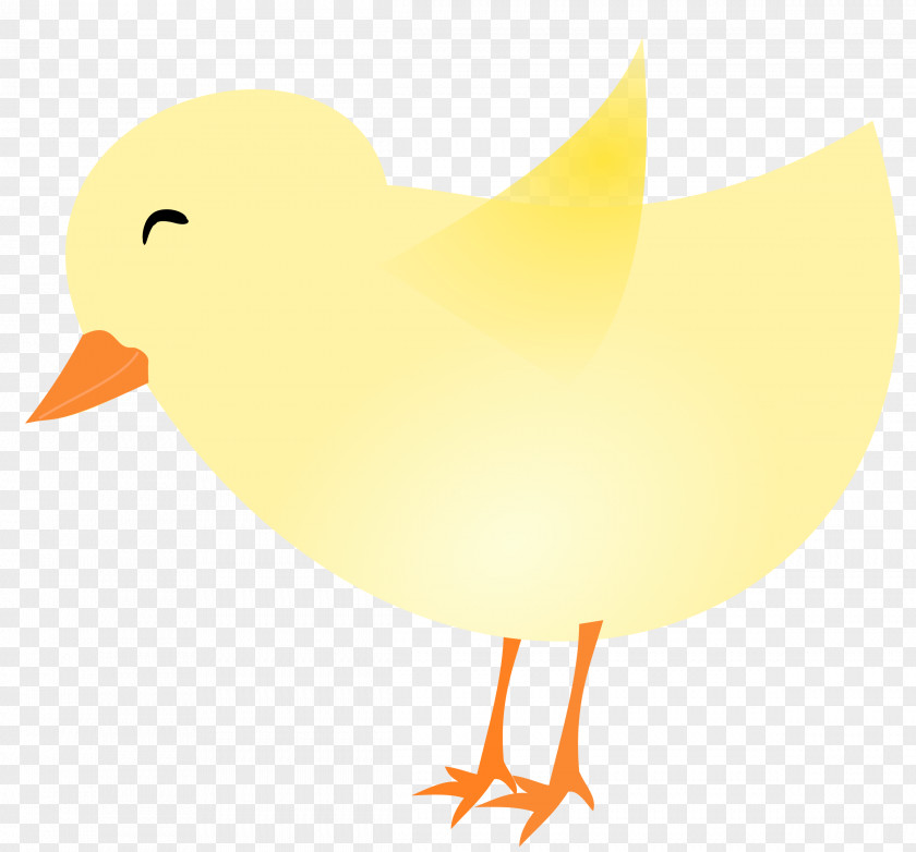 Chick Vector Chicken Drawing Clip Art PNG