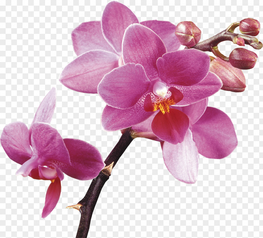 Crocus Orchids Purple Clip Art PNG
