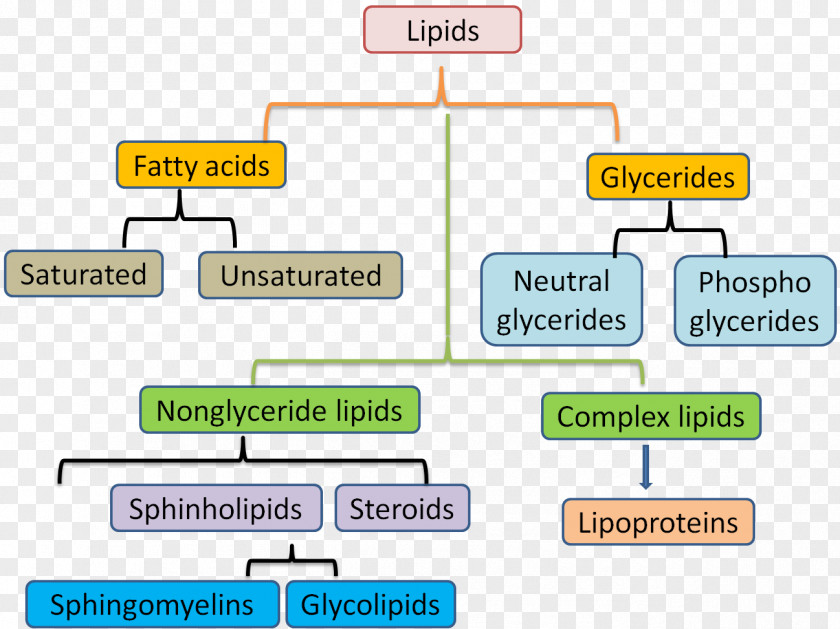 Fats Membrane Lipids Unsaturated Fat Lipid Metabolism PNG