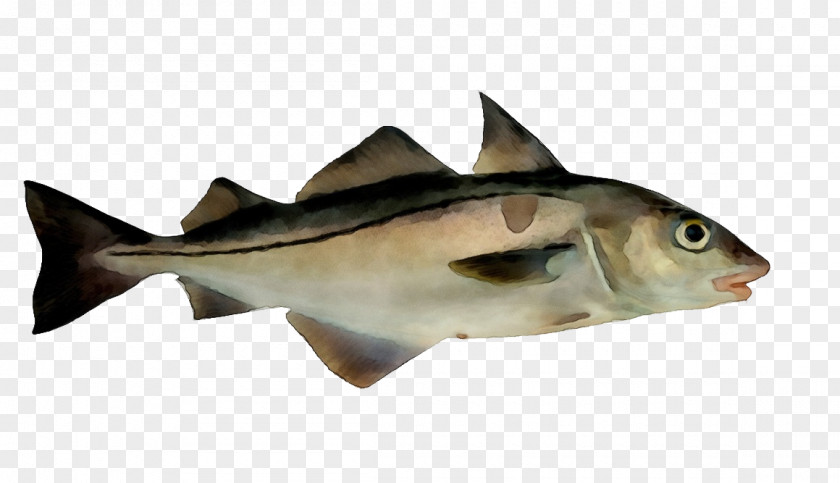 Fin Perch Fish Haddock Cod Bony-fish PNG