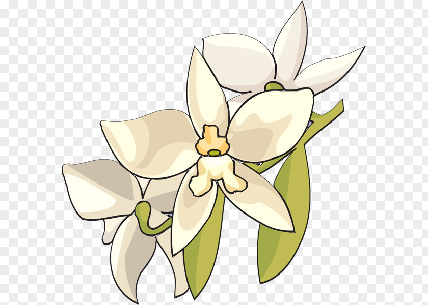 Orchid Cliparts Orchids Flower Lilium Clip Art PNG