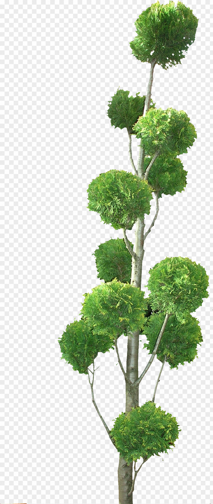Tree Texture Mapping Topiary 3D Computer Graphics Shrub PNG