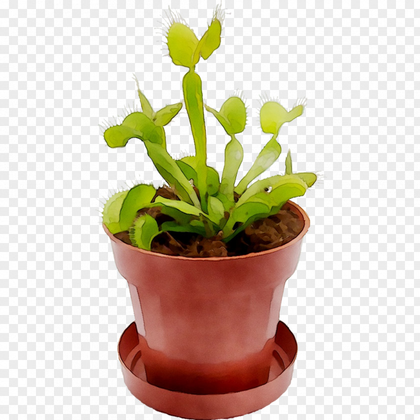 Flowerpot Houseplant Plant Stem Herb PNG