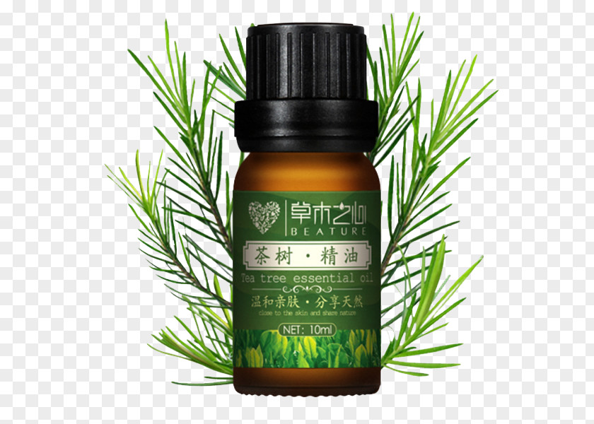 Heart Of Vegetation Tea Tree Oil Narrow-leaved Paperbark Essential PNG