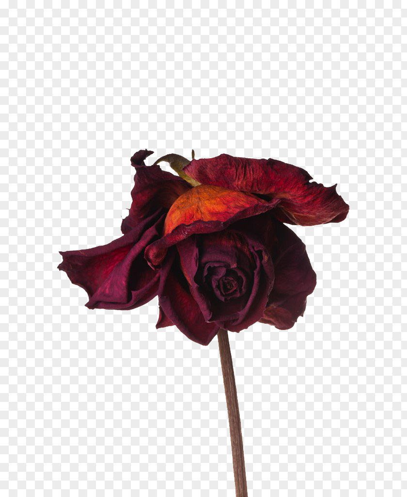 Red Dry Roses Rose Flower Preservation PNG