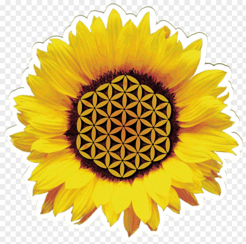 Sunflowers Common Sunflower Desktop Wallpaper Seed Display Resolution PNG