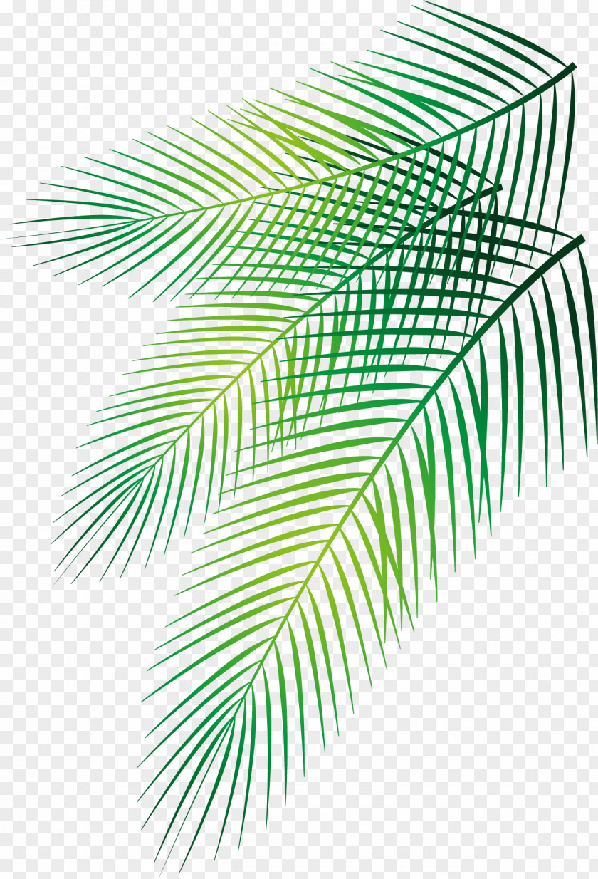 Vector Hand-painted Palm Leaf Arecaceae Date PNG