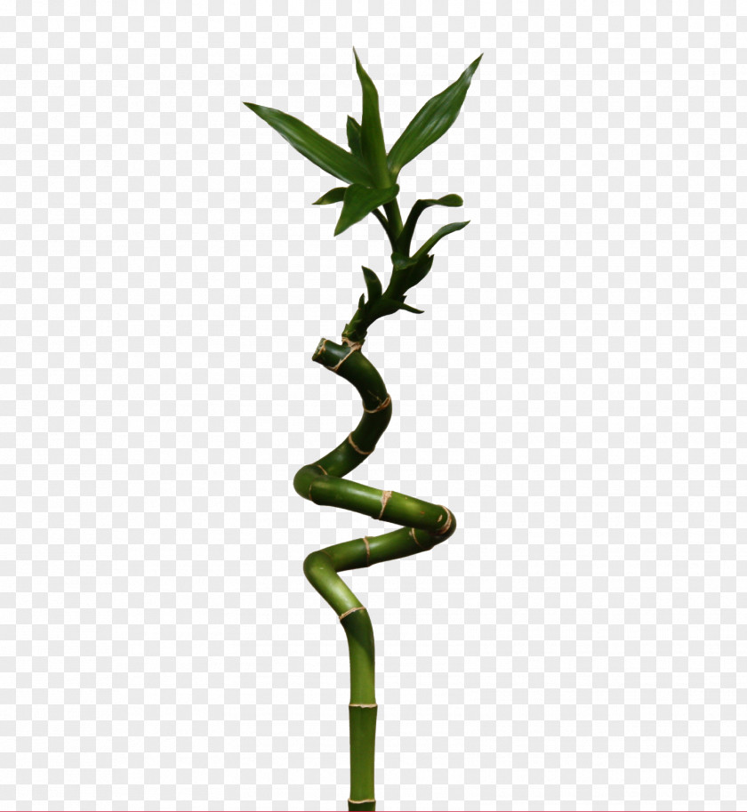 Bamboo Lucky Embryophyta Dracaena Braunii Bambusa PNG