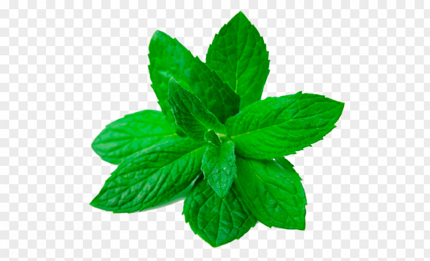 Leaf Peppermint Herbaceous Plant PNG