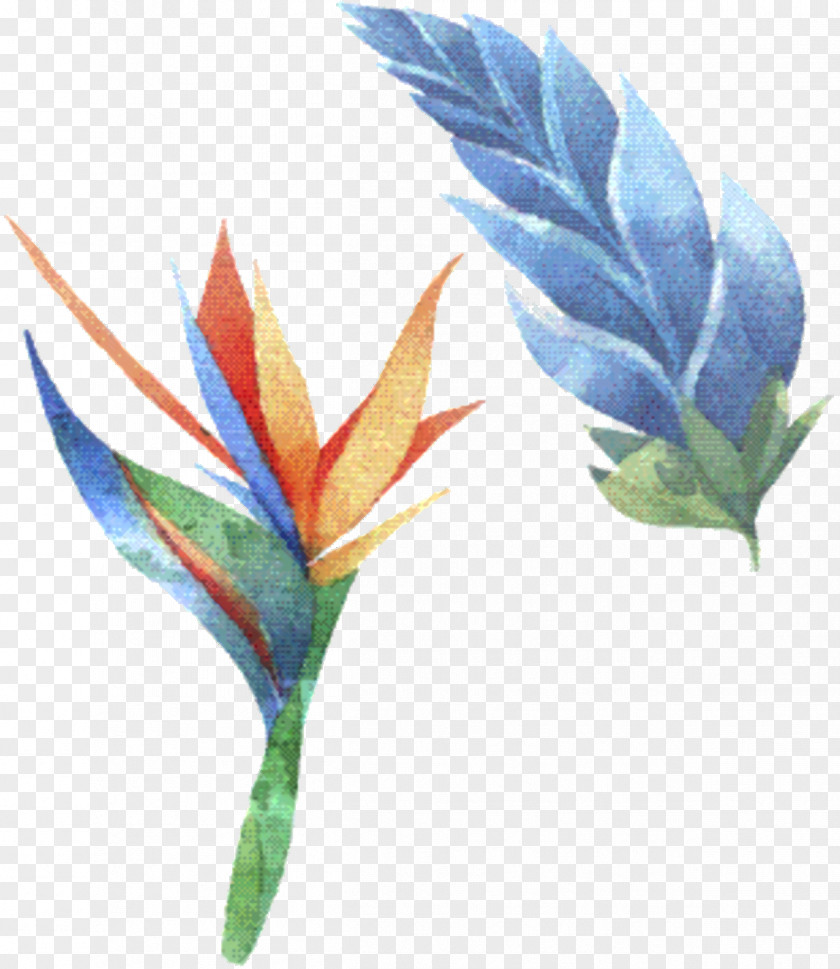 Plant Bird Of Paradise PNG