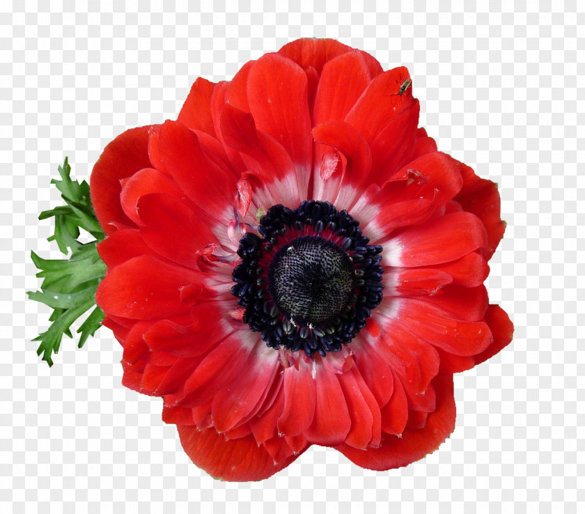 Anemone Japanese Flower PNG