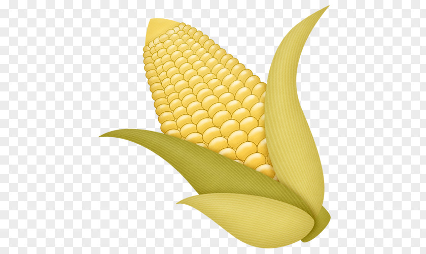 Autumn Corn On The Cob Fruit Clip Art PNG