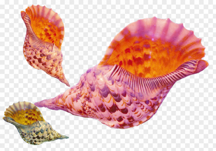 Creative Conch Shellfish Seashell Conchology Sea Snail PNG